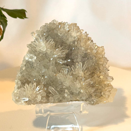 Chrysanthemum Quartz